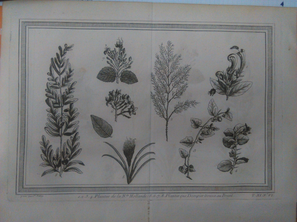 Tipos de plantas de Nueva Holanda (Australia) y Brasil (América), 1755. Prevost